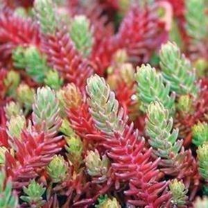 Sedum 'Red Wiggle' Stonecrop from Moose Crossing Garden Center
