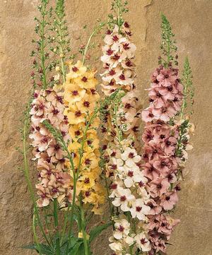 Verbascum 'Southern Charm' Mullein from Moose Crossing Garden Center