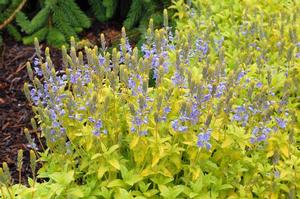 Veronica prostrata 'Aztec Gold' Speedwell from Moose Crossing Garden Center