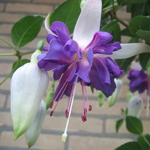 Fuchsia 'Blue Angel' Trailing Fuchsia from Moose Crossing Garden Center