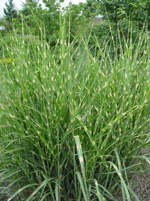 Miscanthus sinensis 'Strictus' Porcupine grass from Moose Crossing Garden Center