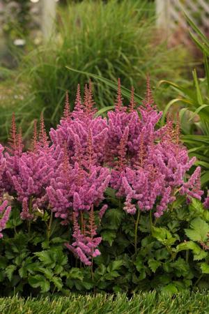 Astilbe chinensis 'Visions' False Spirea from Moose Crossing Garden Center