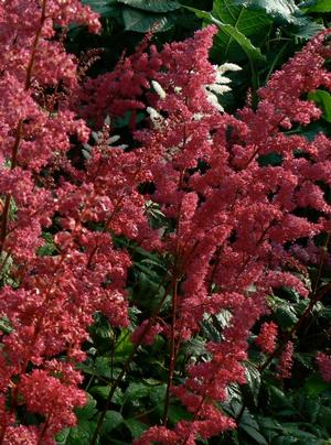 Astilbe x arendsii 'Fanal' False Spirea from Moose Crossing Garden Center