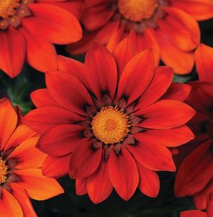 Gazania rigens 'New Day Red Shades' from Moose Crossing Garden Center