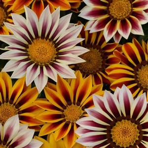 Gazania rigens 'New Day Tiger Mix' Gazania from Moose Crossing Garden Center