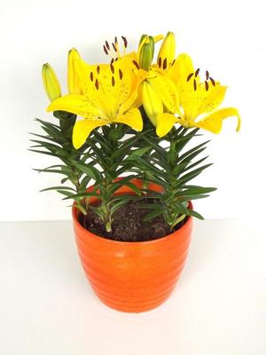 Lilium asiatic 'FantAsiatic Yellow' Asiatic Lily from Moose Crossing Garden Center