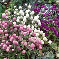 Gomphrena globosa 'Las Vegas Mix' Globe Aramanth from Moose Crossing Garden Center