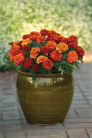 Marigold 'Fireball' French Marigold from Moose Crossing Garden Center