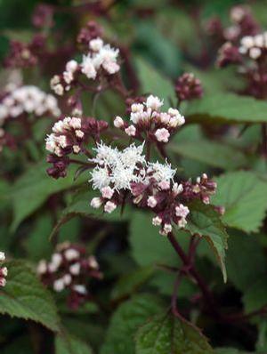 Eupatorium rugosum 'Chocolate' Snakeroot from Moose Crossing Garden Center