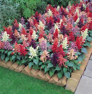 Salvia splendens 'Vista Mix' Salvia from Moose Crossing Garden Center