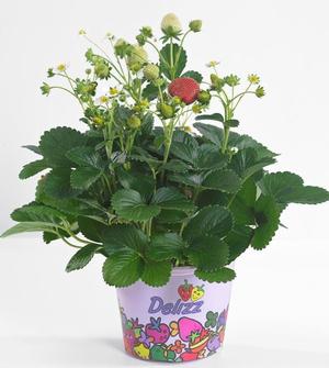Fragaria x ananassa 'Delizz' Strawberry from Moose Crossing Garden Center