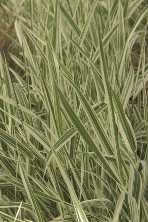 Phalaris arundinacea 'Picta' Ribbon Grass from Moose Crossing Garden Center