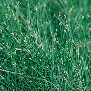 Scirpus cernus 'Graceful Grasses Fiber Optic Grass' Fiber Optic Grass from Moose Crossing Garden Center