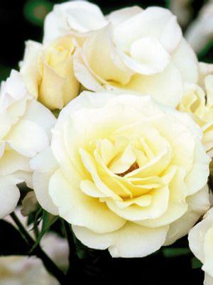 Rosa 'Macy's Pride' Easy Elegance Shrub Rose from Moose Crossing Garden Center
