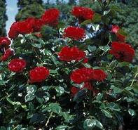 Rosa 'Dublin Bay' Climbing rose from Moose Crossing Garden Center