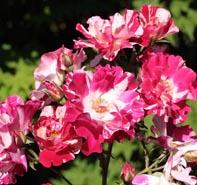 Rosa 'Fourth of July' Climbing Rose from Moose Crossing Garden Center