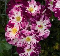 Rosa 'Purple Splash' Climbing Rose from Moose Crossing Garden Center