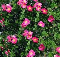 Rosa 'William Baffin' Climbing Rose from Moose Crossing Garden Center