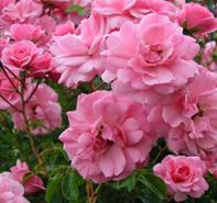 Rosa 'Bonica Mediland' Landscape Rose from Moose Crossing Garden Center