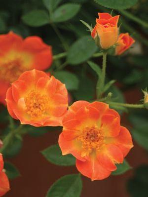 Rosa 'Oso Easy Paprika' Landscape Rose from Moose Crossing Garden Center