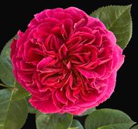 Rosa 'Falstaff' English Rose-David Austin from Moose Crossing Garden Center
