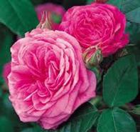 Rosa 'Gertrude Jekyll' English Rose-David Austin from Moose Crossing Garden Center