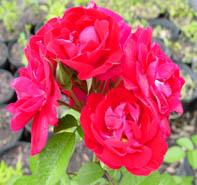Rosa 'Linda Campbell' Landscape Rose from Moose Crossing Garden Center