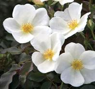 Rosa 'White Out' Landscape Rose from Moose Crossing Garden Center