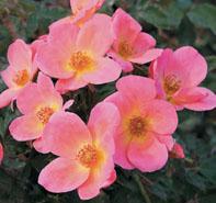 Rosa 'Rainbow Knockout' Landscape Rose from Moose Crossing Garden Center