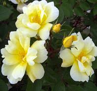 Rosa 'Sunny Knockout' Landscape Rose from Moose Crossing Garden Center
