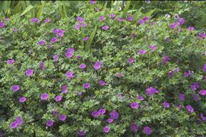Geranium hybrid 'Tiny Monster' Cranesbill from Moose Crossing Garden Center