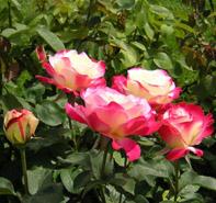 Rosa 'Double Delight' Hybrid Tea Rose from Moose Crossing Garden Center