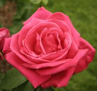 Rosa 'Miss All American Beauty' Hybrid Tea Rose from Moose Crossing Garden Center