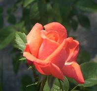 Rosa 'Tropicana' Hybrid Tea Rose from Moose Crossing Garden Center
