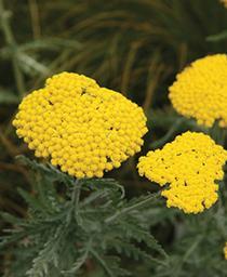 Achillea filipendula 'Coronation Gold' Yarrow from Moose Crossing Garden Center