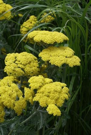 Achillea millefolium 'Moonshine' Yarrow from Moose Crossing Garden Center