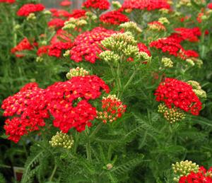 Achillea millefolium 'Paprika' Yarrow from Moose Crossing Garden Center