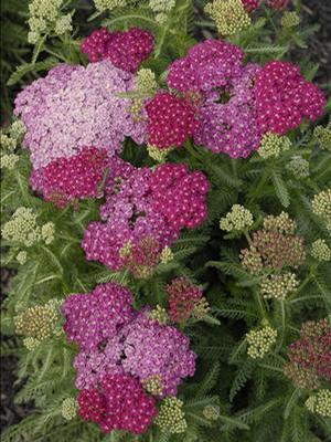 Achillea millefolium 'Saucy Seduction' Yarrow from Moose Crossing Garden Center