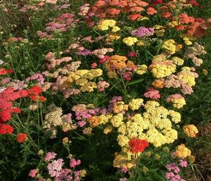 Yarrow