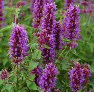 Lavender Hyssop