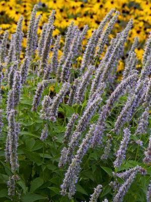 Agastache rupestris Licorice Mint from Moose Crossing Garden Center