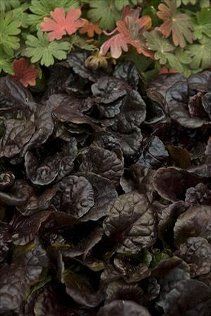 Ajuga reptans 'Black Scallop' Bugleweed from Moose Crossing Garden Center