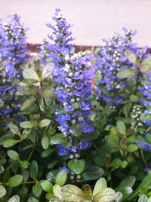 Ajuga tenorii 'Chocolate Chip' Bugleweed from Moose Crossing Garden Center