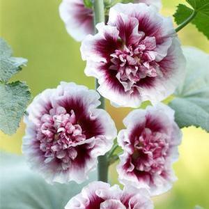 Alcea rosea 'Crème de Cassis' Hollyhock from Moose Crossing Garden Center