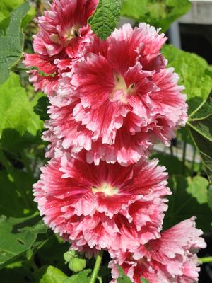 Alcea rosea 'Fiesta Time' Hollyhock from Moose Crossing Garden Center