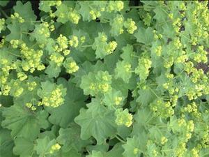 Alchemilla mollis 'Thriller' Lady's Mantle from Moose Crossing Garden Center