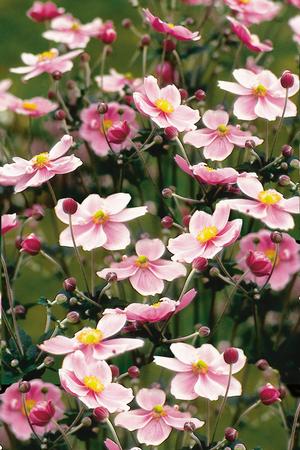 Anemone hupehensis 'September Charm' Windflower from Moose Crossing Garden Center