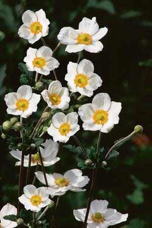 Anemone x. hybrida 'Honorine Jobert' Windflower from Moose Crossing Garden Center
