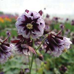 Aquilegia vulgaris 'Winky Double Pleat Blackberry' Columbine from Moose Crossing Garden Center