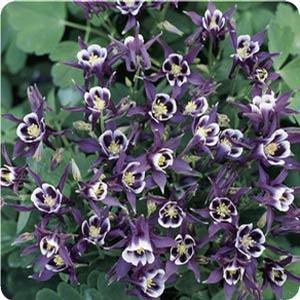 Aquilegia vulgaris 'Winky Double Purple & White' Columbine from Moose Crossing Garden Center